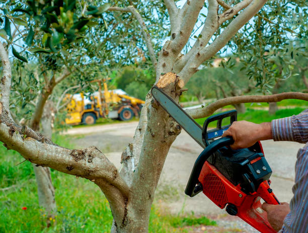 Best Tree Trimming and Pruning  in Show Low, AZ